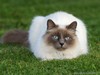 cat119