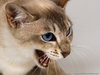 cat115