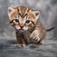 cat_9_27