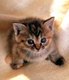 cat91