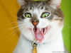 cat108