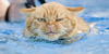 cat_40_51