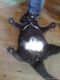 cat_5_10