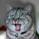 cat3