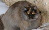 cat_44_22