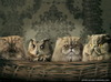 cat_48_32