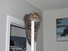 doortopcat