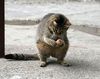 cat_50_12