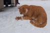 cat_11_07