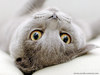 cat116