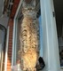 cat_39_56
