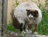cat_13_11
