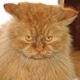 cat_7_02