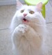 cat_2_08