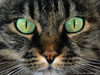 cat118