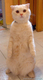 cat_42_65