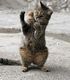 cat_5_04
