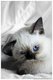 cat84