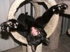 cat_4_63