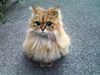 cat_7_10