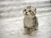 cat_43_68