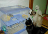 lunch_chat