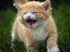 cat87