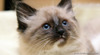 Siam_small