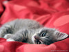cat105