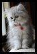 cat86