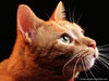 cat117