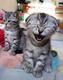 laughcat