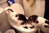 cat_40_79