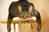 cat_49_59