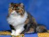 cat107