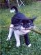 cat_1_41