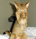 capturecat