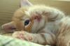 cat85