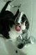 cattongue