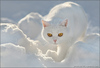 cat_48_22