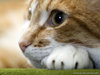 cat109