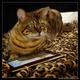 cat_10_61