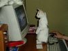 cat_7_28