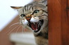 cat_40_56