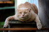 cat_48_11