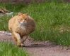 cat_9_12