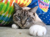 cat106