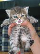 cat000
