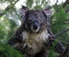 wet koala