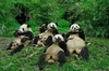 panda lunch